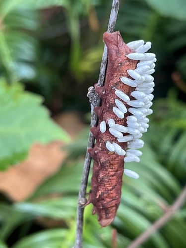 Hornworm Parasitoid Wasp Complex photo 5