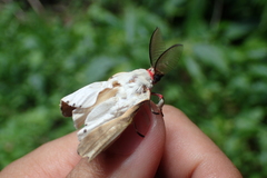 Lymantria xylina