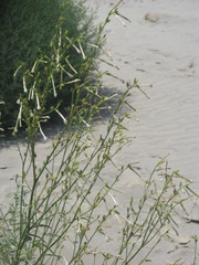 Nicotiana