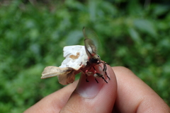 Lymantria xylina