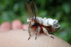 Lymantria xylina