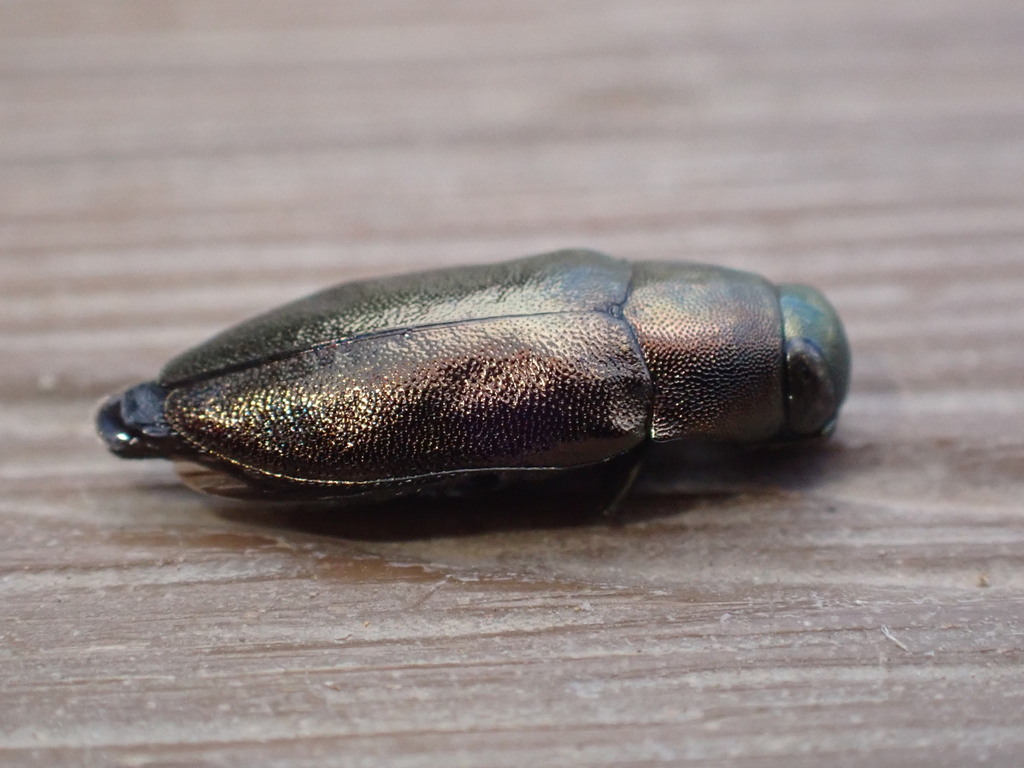 Phaenops sumptuosa
