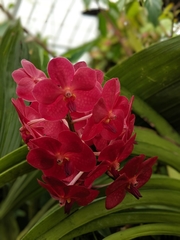 Vanda