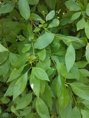 Cornus glabrata