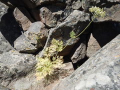 Lomatium dissectum