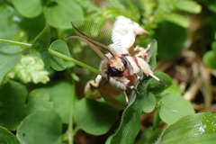 Lymantria xylina