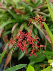 Renanthera