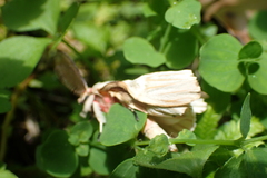 Lymantria xylina