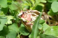 Lymantria xylina