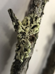 Parmeliopsis capitata