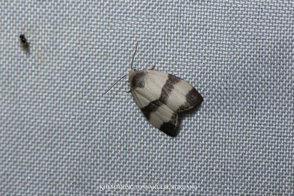 Garudinistis parataenia
