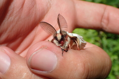 Lymantria xylina