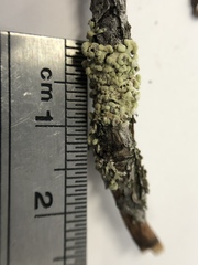 Parmeliopsis capitata