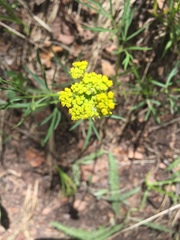 Pseudocymopterus