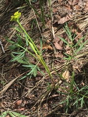 Pseudocymopterus