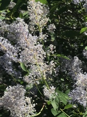 Ceanothus integerrimus