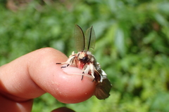 Lymantria xylina