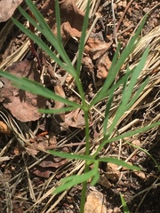 Pseudocymopterus