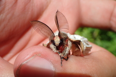 Lymantria xylina