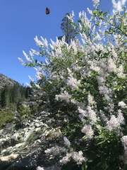 Ceanothus integerrimus