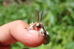 Lymantria xylina