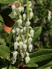 Leucothoe davisiae