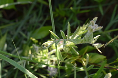 Tephrosia virginiana