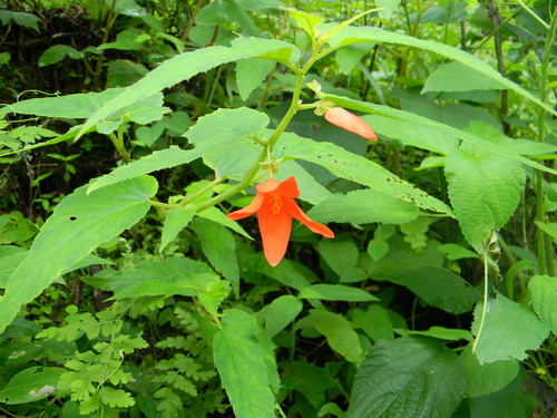 Begonia boliviensis