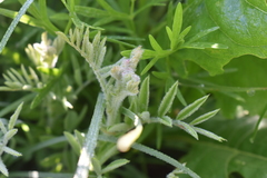 Tephrosia virginiana