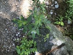 Osmorhiza occidentalis