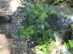 Osmorhiza occidentalis
