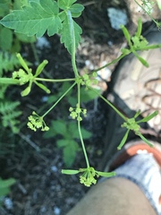 Osmorhiza occidentalis