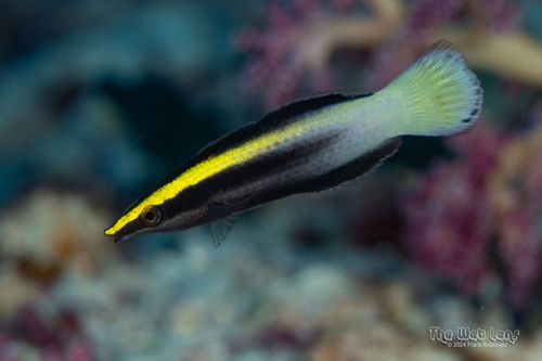 Cleaner wrasse