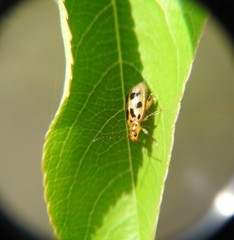 Systena nigroplagiata