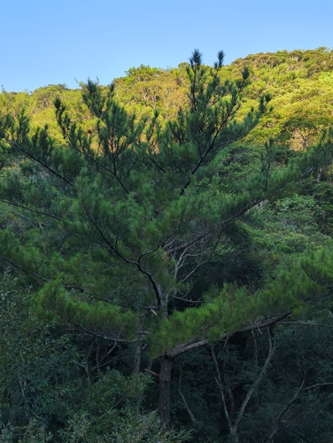 Luchu pine (Pinus luchuensis)