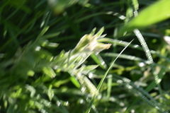 Tephrosia virginiana