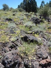 Lomatium triternatum triternatum