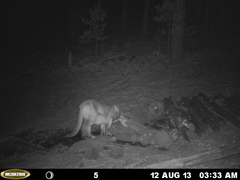 Puma concolor couguar
