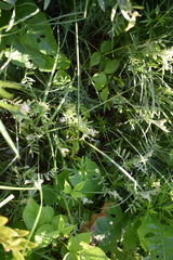 Tephrosia virginiana