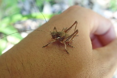 Neduba