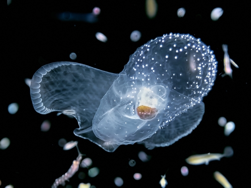Spectacular Corolla — seen at this dive site
