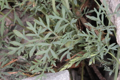Papaver alpinum alpinum