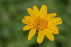 Arnica fulgens