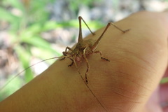 Neduba