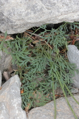 Papaver alpinum alpinum