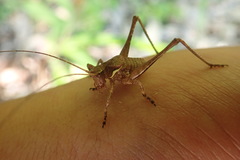 Neduba