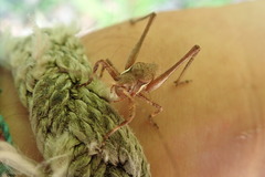 Neduba