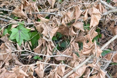 Coluber constrictor latrunculus