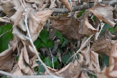 Coluber constrictor latrunculus