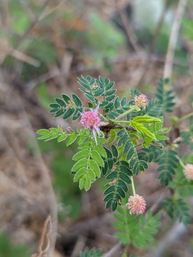 Image of Mimosa tricephala by (c) Abraham Sánchez Romero, some rights reserved (CC BY)
